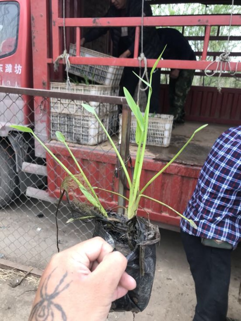 梭鱼草