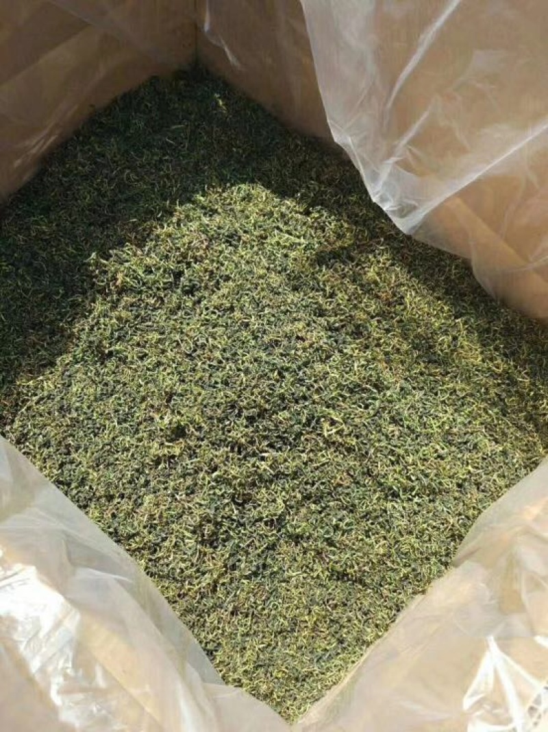 药用蒲公英家种全草