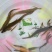 泥鳅苗