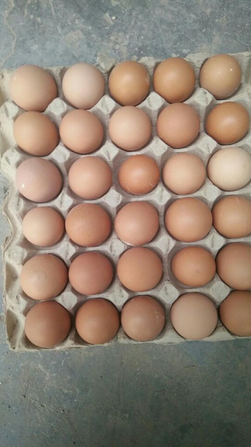 红玉380种蛋，九斤红种蛋，受精种蛋，