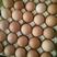 红玉380种蛋，九斤红种蛋，受精种蛋，