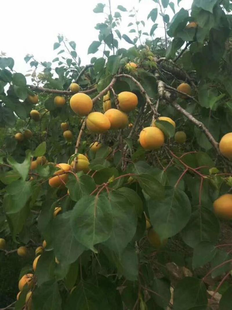 万亩-露天水果太阳杏、凯特杏、黄杏………………………