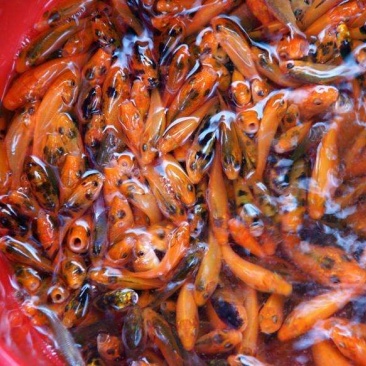 温州田鱼苗，鱼鳞片柔软可食