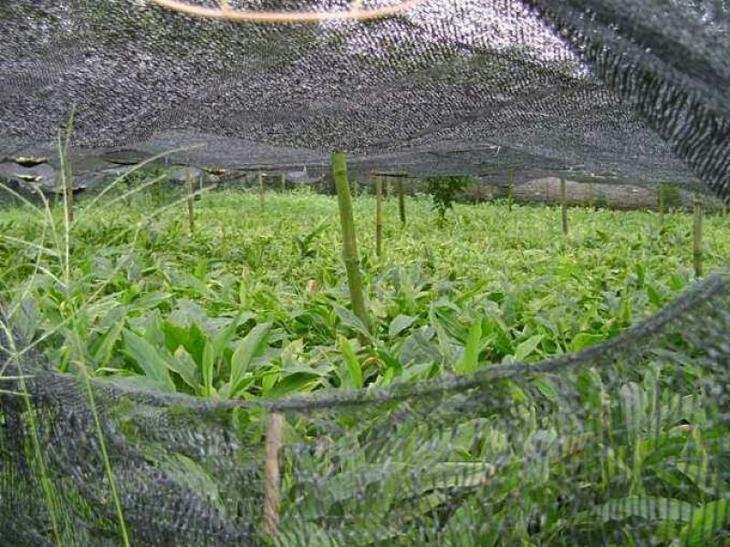 草果苗子