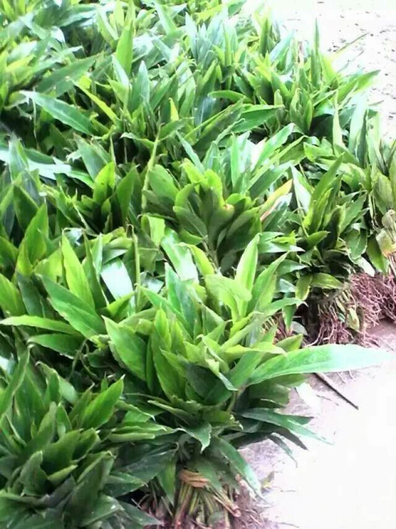 草果苗子