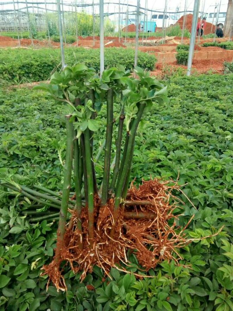 蔷薇苗进口无刺蔷薇叶水清秀根系发观赏嫁接用途量大从优