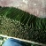 蔷薇苗进口无刺蔷薇叶水清秀根系发观赏嫁接用途量大从优