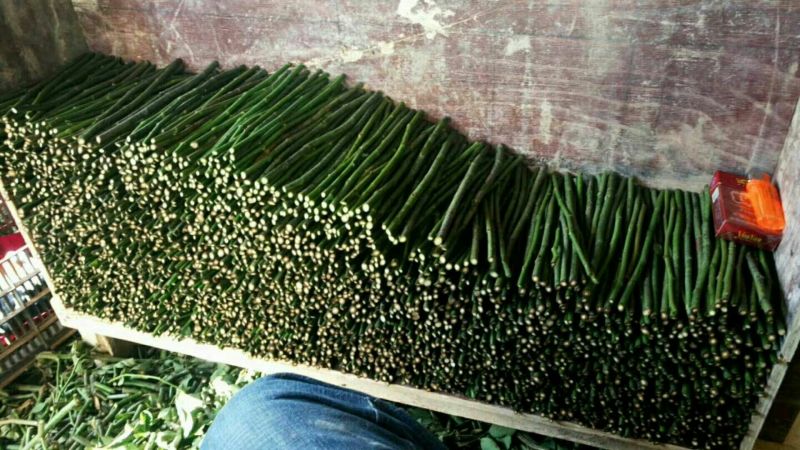 蔷薇苗进口无刺蔷薇叶水清秀根系发观赏嫁接用途量大从优