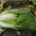 大白菜4-6斤，每年4—8月春白菜，10月—次年冬白菜