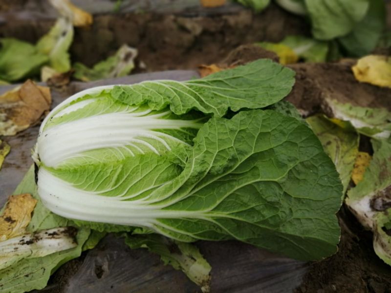 大白菜4-6斤，每年4—8月春白菜，10月—次年冬白菜