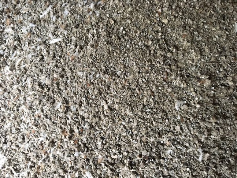 鸡粪