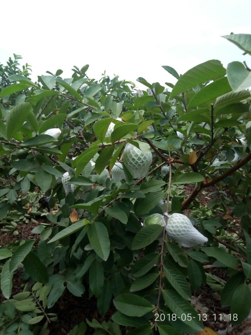 台湾珍珠番石榴