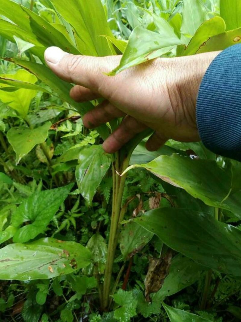 草果苗0.5公分到10公分,每株1.2元