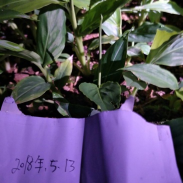 草果苗0.5公分到10公分,每株1.2元