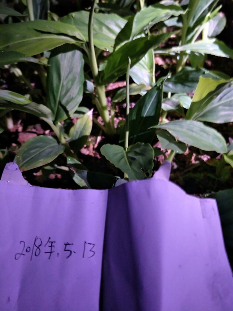 草果苗0.5公分到10公分,每株1.2元