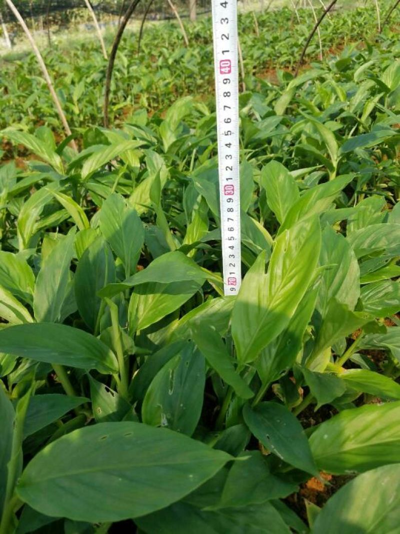 草果苗0.5公分到10公分,每株1.2元