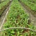 草果苗0.5公分到10公分,每株1.2元