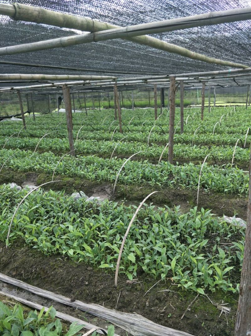 草果苗0.5公分到10公分,每株1.2元