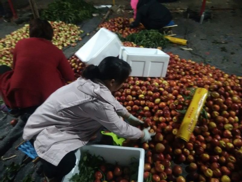 大棚油桃产地大棚油桃批发市场品质好货源充足全国发货