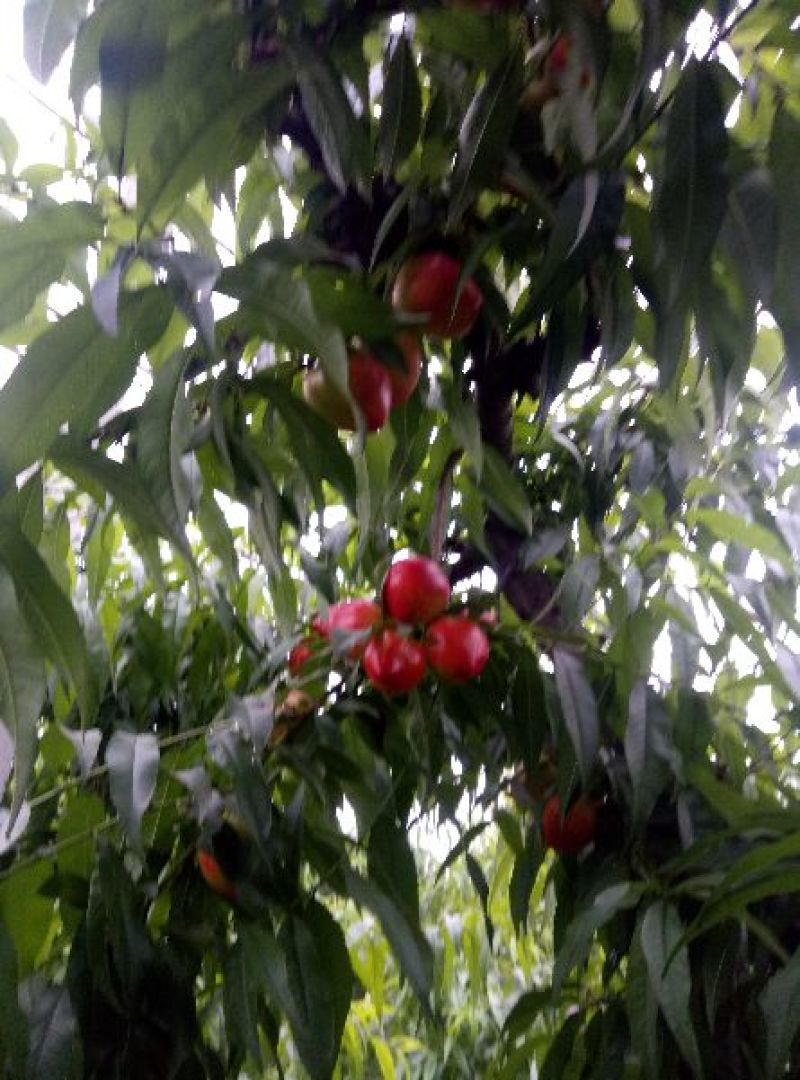 4号油桃