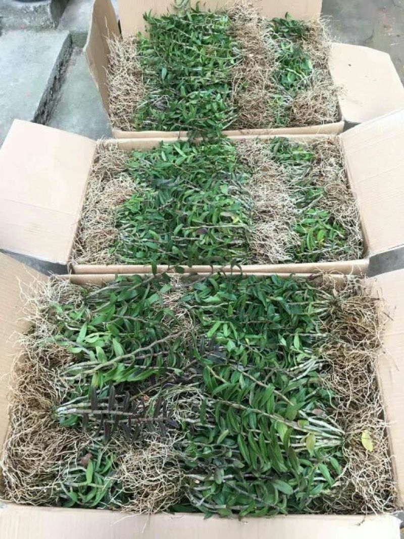 铁皮石斛二年生苗（90一公斤）两年驯化苗（从未剪过枝条）
