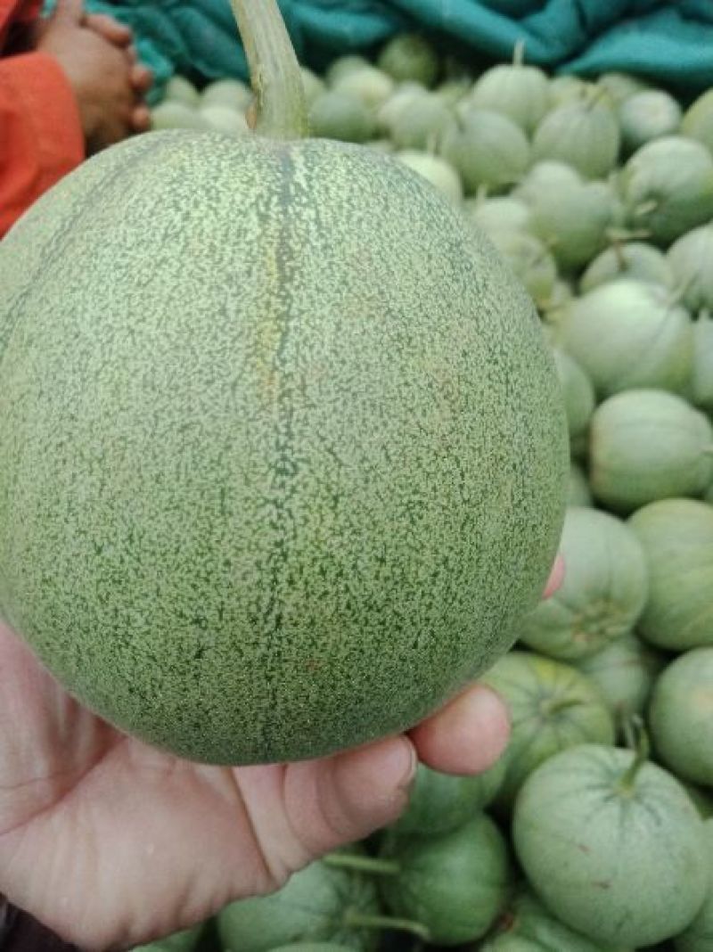 精品绿宝大量上市产地直发价格优惠欢迎来电洽谈价更优