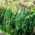 野生蒲公英