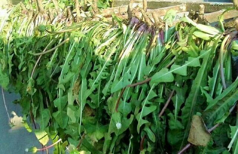 野生蒲公英