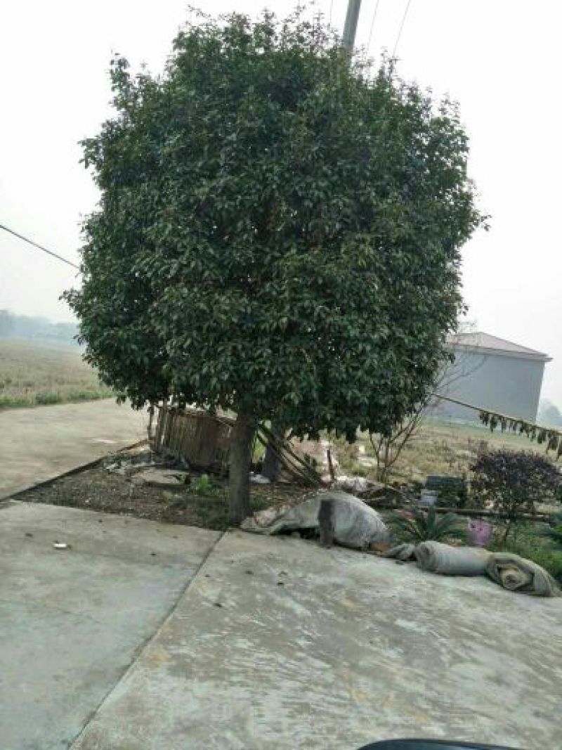 桂花