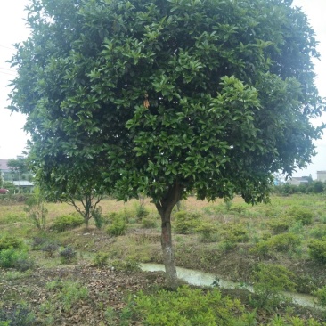 桂花