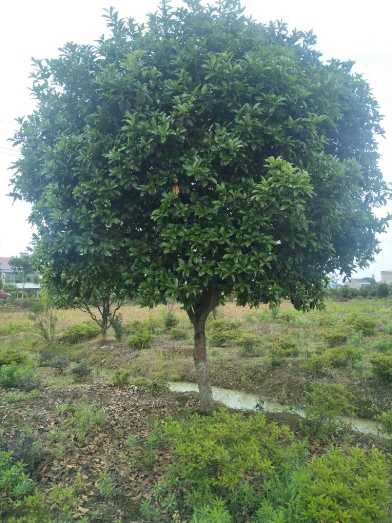 桂花