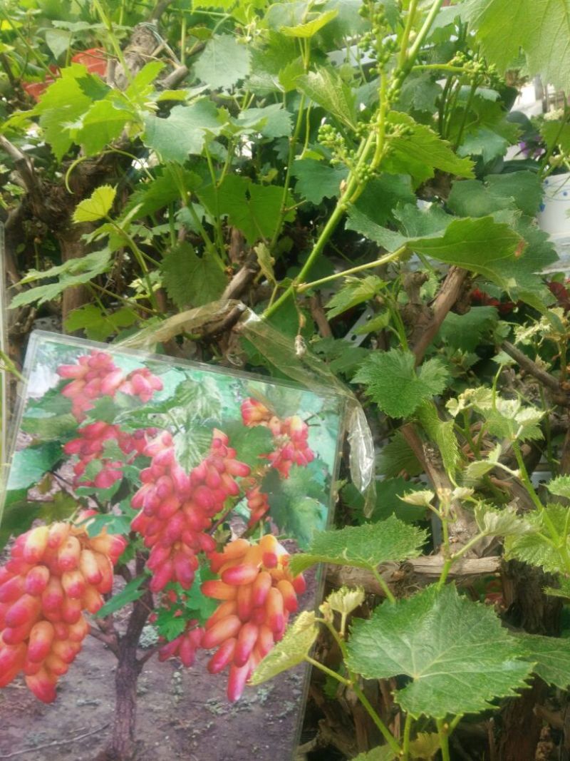 葡萄品种齐全，价格美丽快来选购葡萄树苖南方种植蓝宝石夏黑