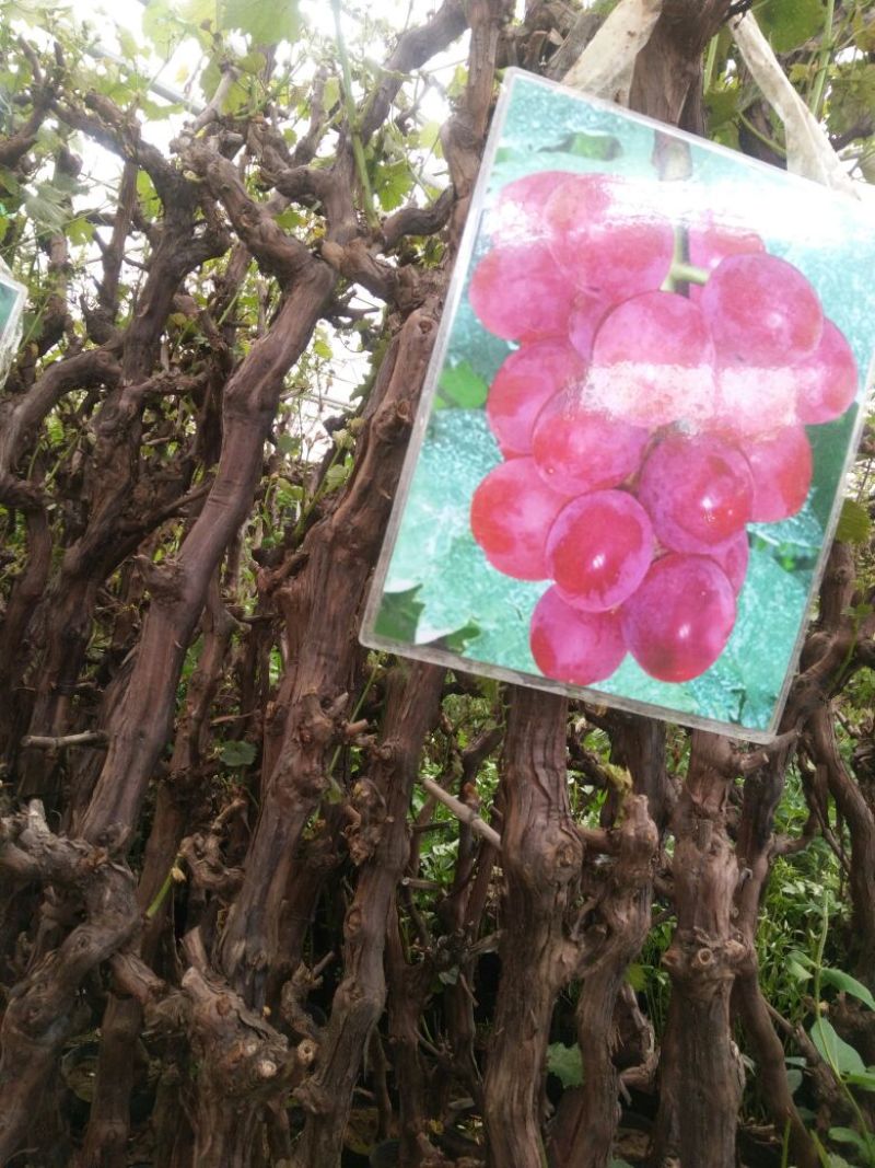 葡萄葡萄树苖南方种植蓝宝石夏黑树苗大苗特大巨峰爬藤阳光玫