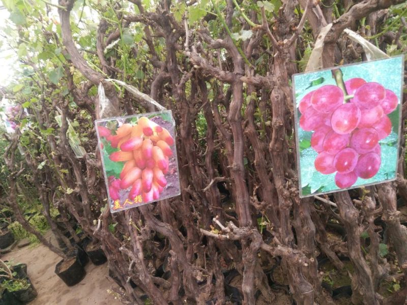 葡萄葡萄树苖南方种植蓝宝石夏黑树苗大苗特大巨峰爬藤阳光玫