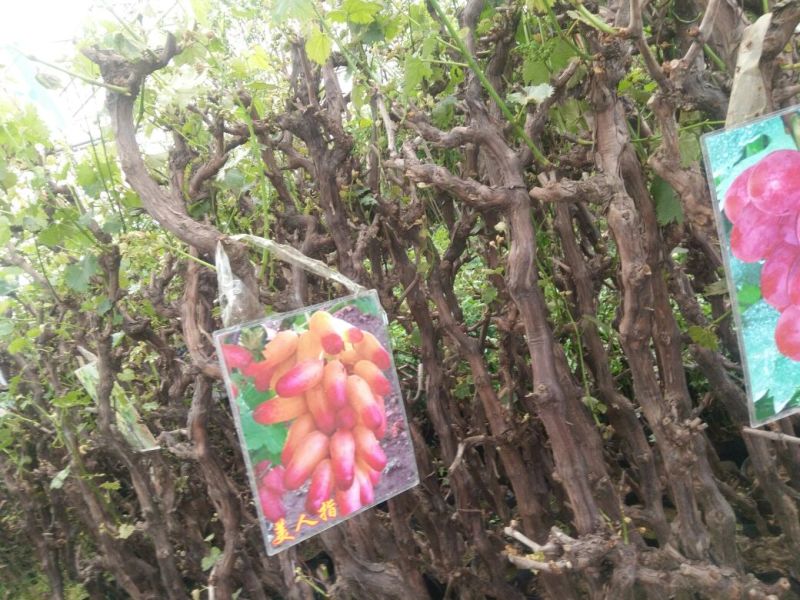 葡萄葡萄树苖南方种植蓝宝石夏黑树苗大苗特大巨峰爬藤阳光玫