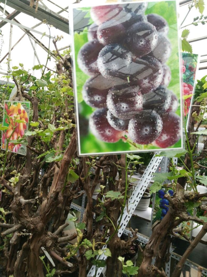 葡萄葡萄树苖南方种植蓝宝石夏黑树苗大苗特大巨峰爬藤阳光玫