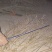 20-60公分，白刺果，0.25/棵
