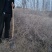 20-60公分，白刺果，0.25/棵