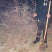 20-60公分，白刺果，0.25/棵