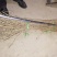 20-60公分，白刺果，0.25/棵