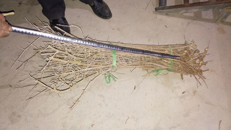 20-60公分，白刺果，0.25/棵
