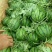 京欣西瓜8斤打底8成熟1茬