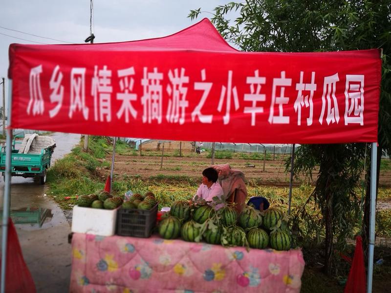 精品小吊瓜《电商供应》河南郑州西瓜，美都每个西瓜2-4斤