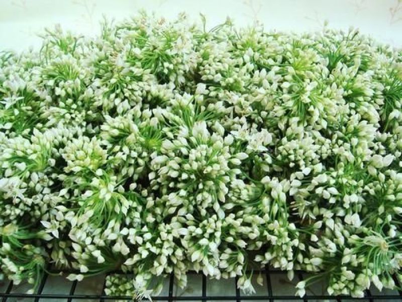 韭菜花3--5厘米