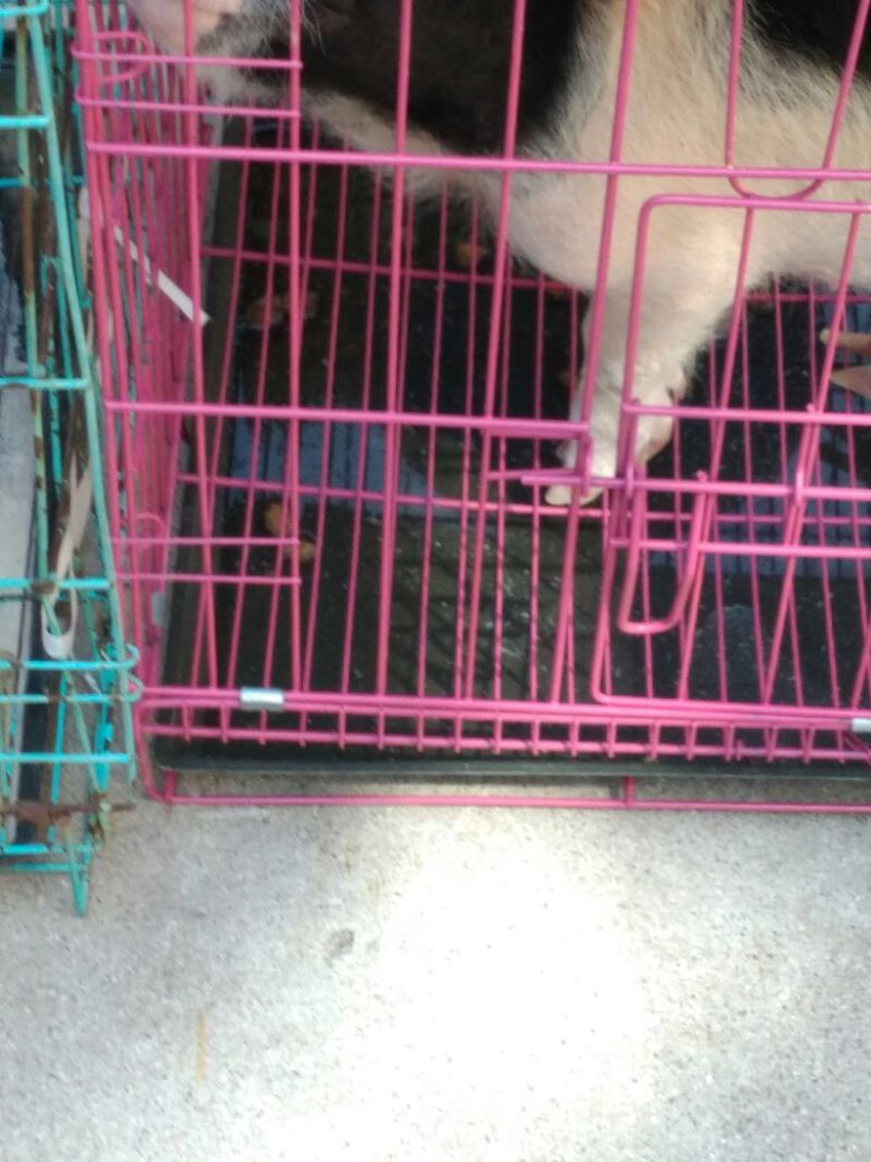 宠物猪