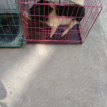 宠物猪