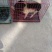 宠物猪