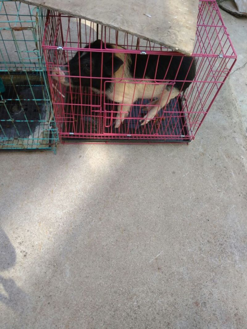 宠物猪