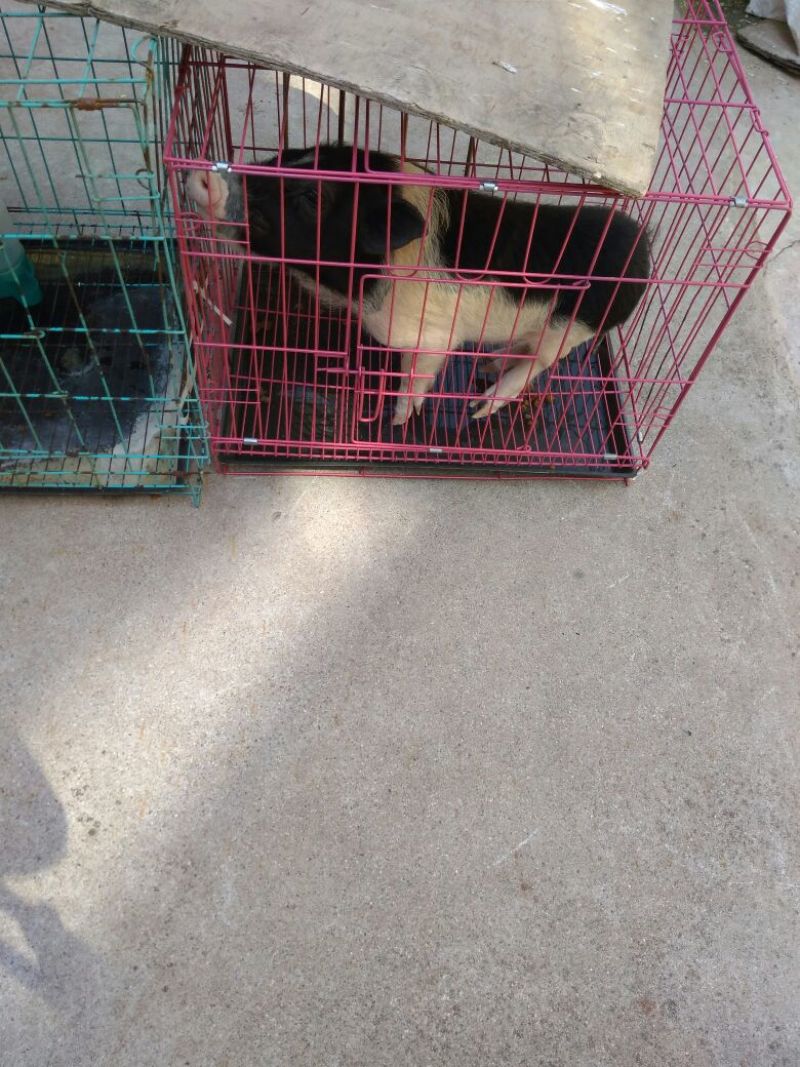 宠物猪