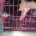宠物猪